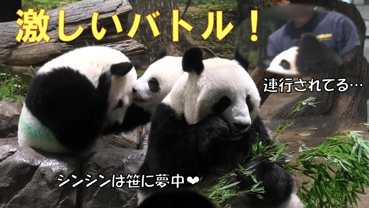 ピクニックワールド さるパンダ被り物 4兄弟⁈ ピクニックワールド さる