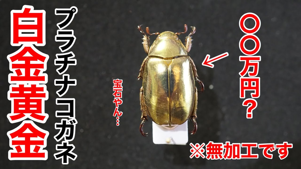 ゆるゆる昆虫標本紹介】コスタリカのコガネムシが黄金に輝いて美し