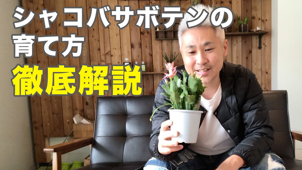 シャコバサボテンの育て方 植え替え 葉摘み 株分けの説明 - YouTube