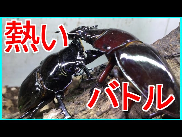 タランドゥスオオツヤクワガタvsレギウスオオツヤクワガタ！！ - YouTube
