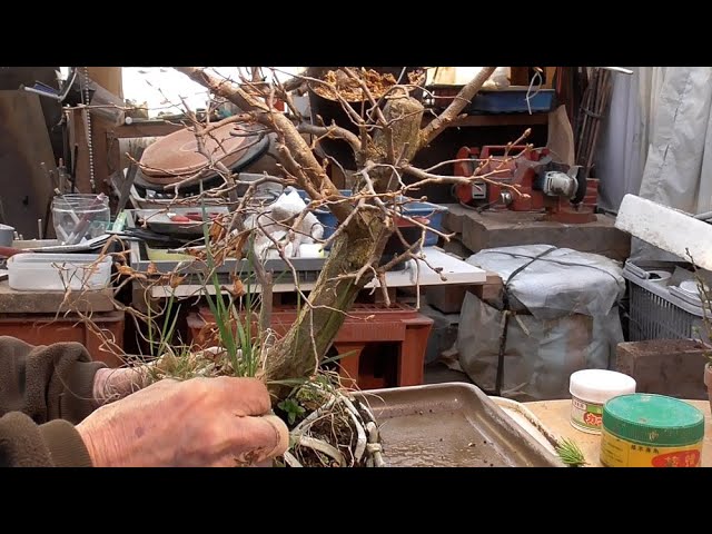 Neglected series: First cut off Solo tree - YouTube