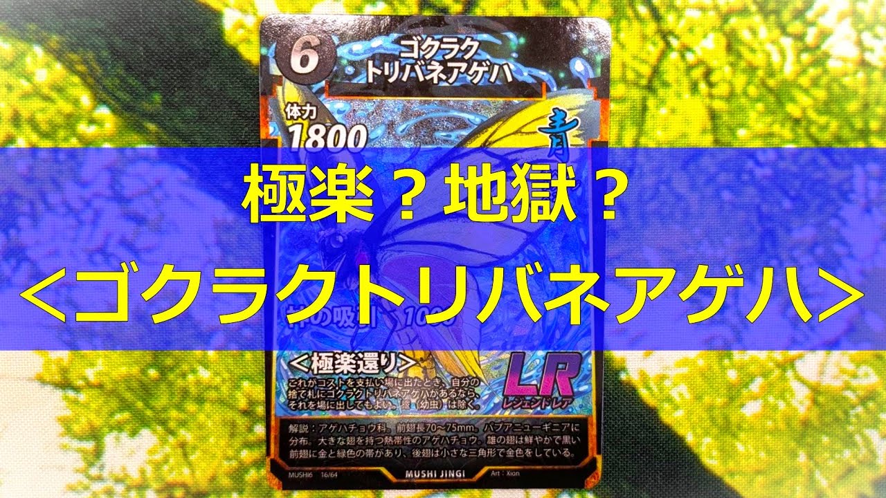 蟲神器】極楽？地獄？＜ゴクラクトリバネアゲハ＞【#わかむし