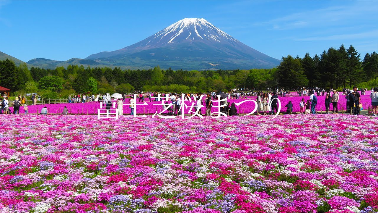 Fuji Shibazakura Festival] A field of pink moss phlox with Mt