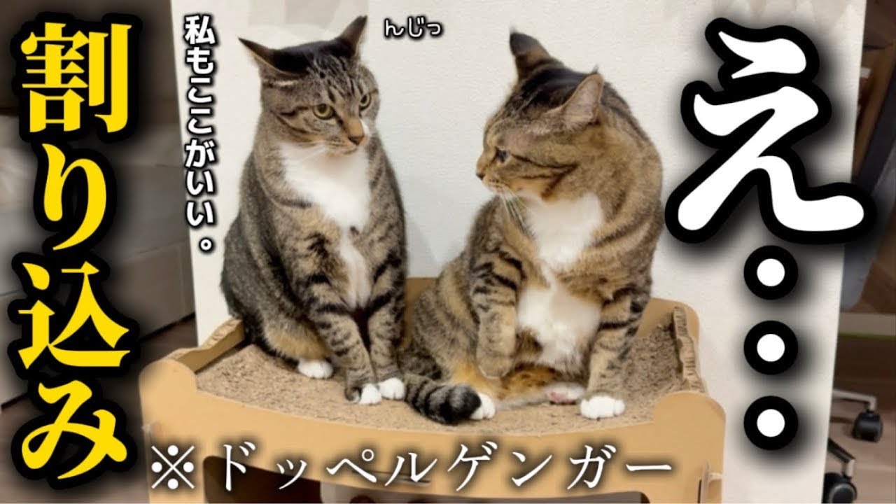 自分とそっくりの新入りが自分と全く同じ割り込み方をして来て混乱する