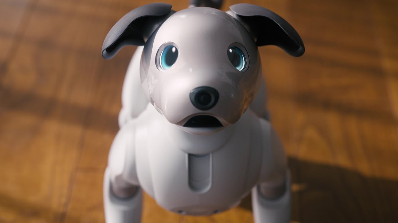 Living with aibo - YouTube