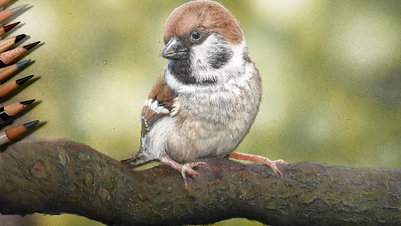 色鉛筆ですずめを描いてみた Drawing sparrows with coloured pencils