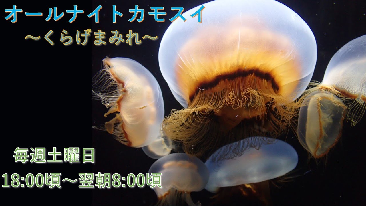 オールナイトカモスイ ～くらげまみれ～ #225 キタミズクラゲ - YouTube