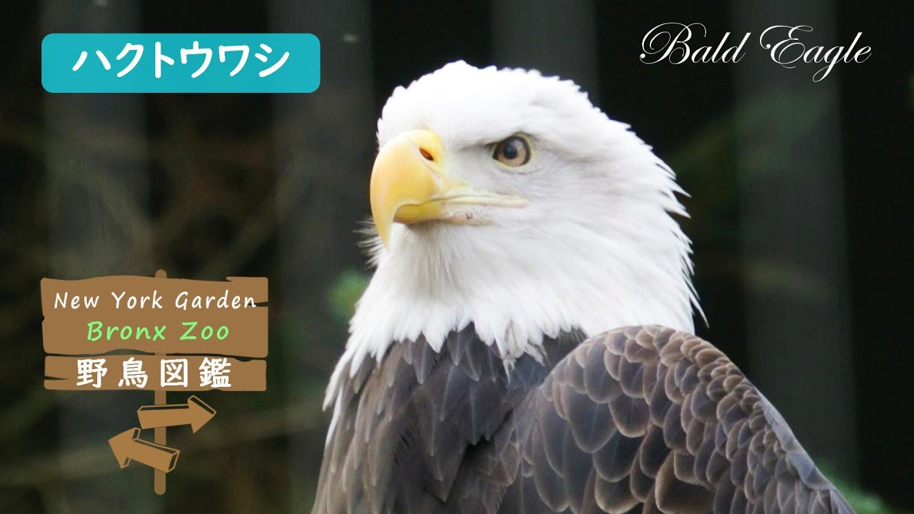 野鳥図鑑【Bronx Zoo】: Bald Eagle (ハクトウワシ) - YouTube