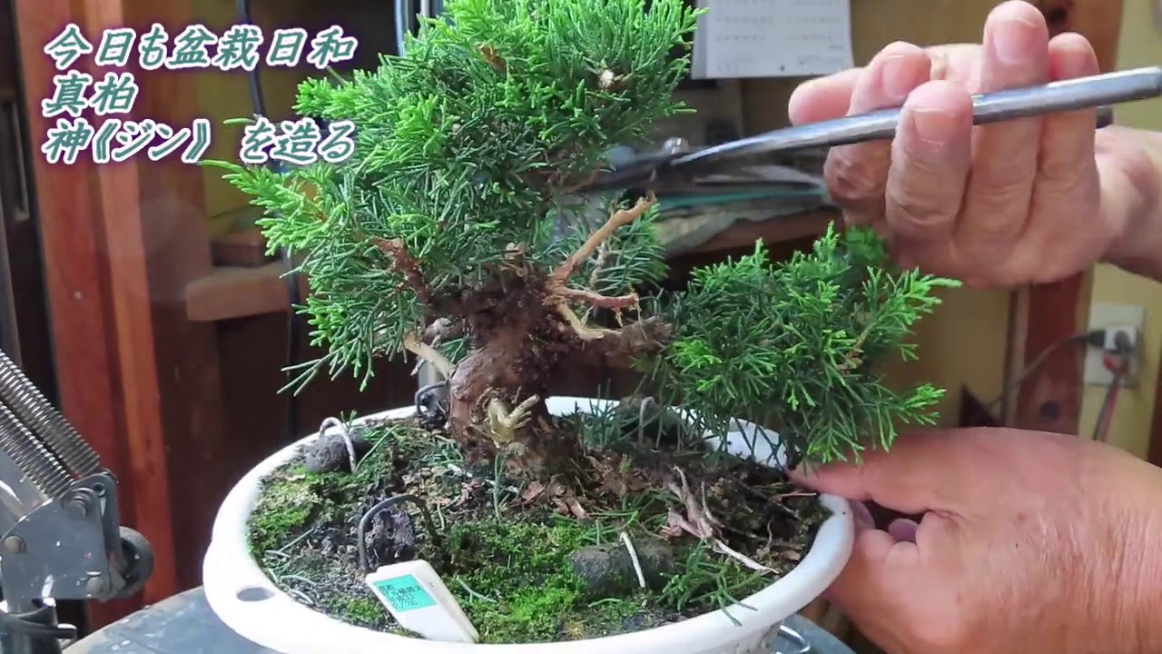 Another perfect day for bonsai (Shimpaku #1: Creating the basic