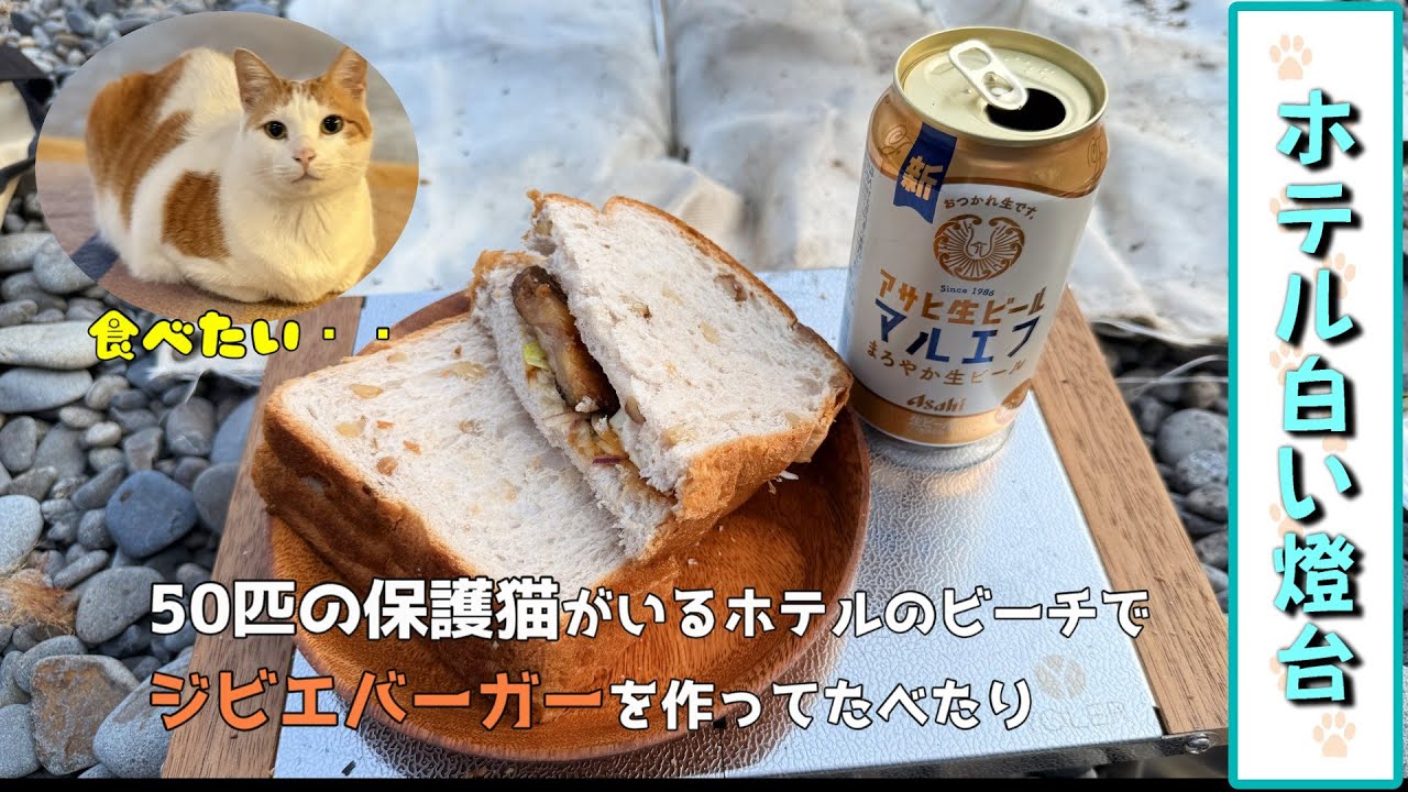 看板猫がいる宿】保護猫が50匹いるホテルのビーチでジビエを焼いて