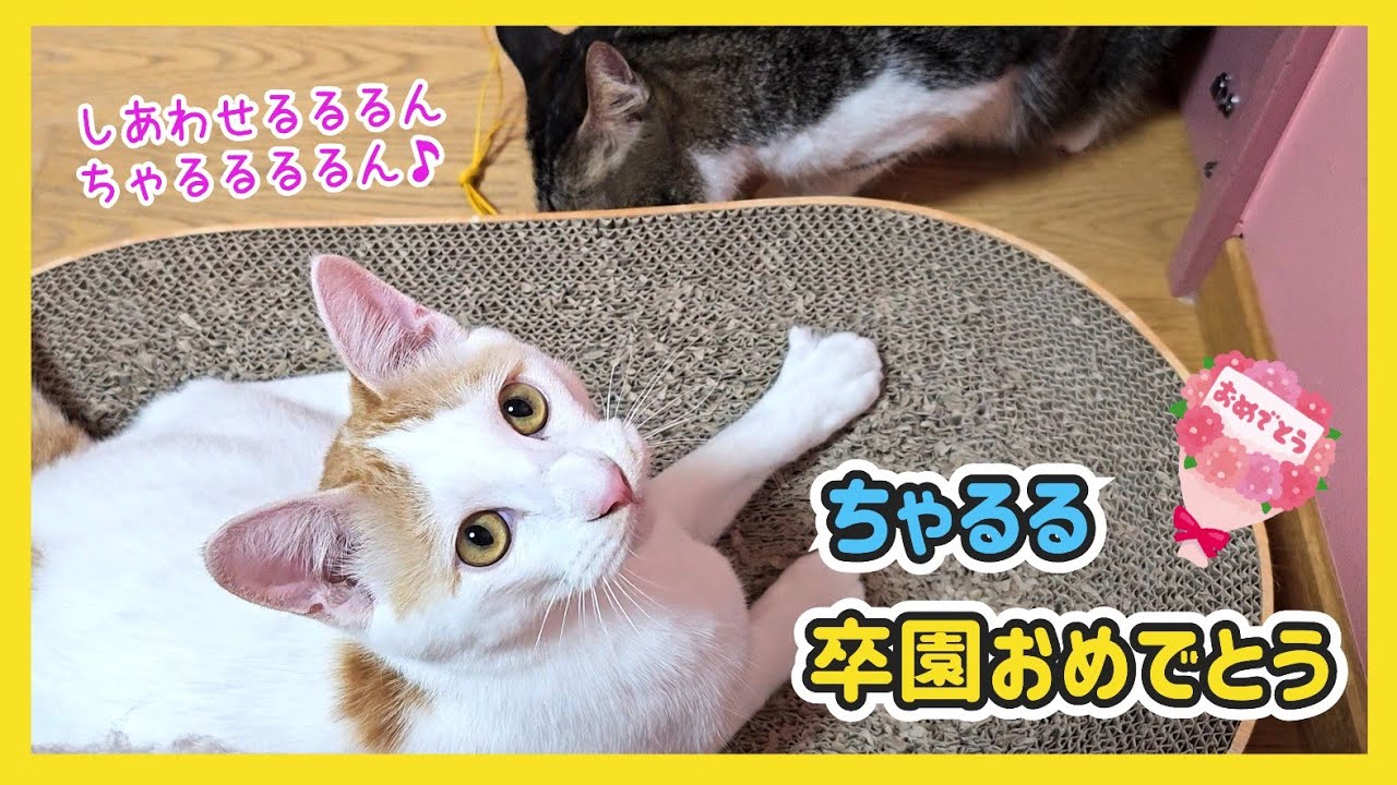 🔴【にこりら】ちゃるる卒園おめでとうライブ💐 - YouTube