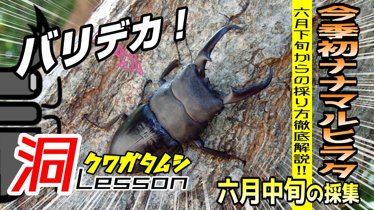 く*ま様 オオクワガタWD 樹液採集個体68㎜ く*ま様 オオクワガタ