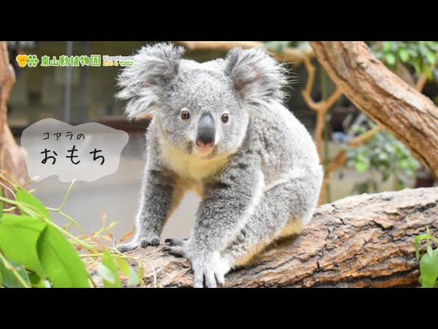 東山動植物園公式】おもち（鳴き声入り♡）《 コアラ 》 - YouTube