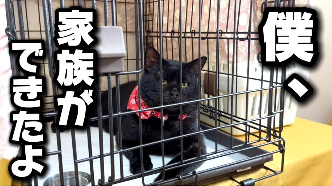 ソプラノボイスのギャップに惚れて…！いじめられていた“元ボス猫”に