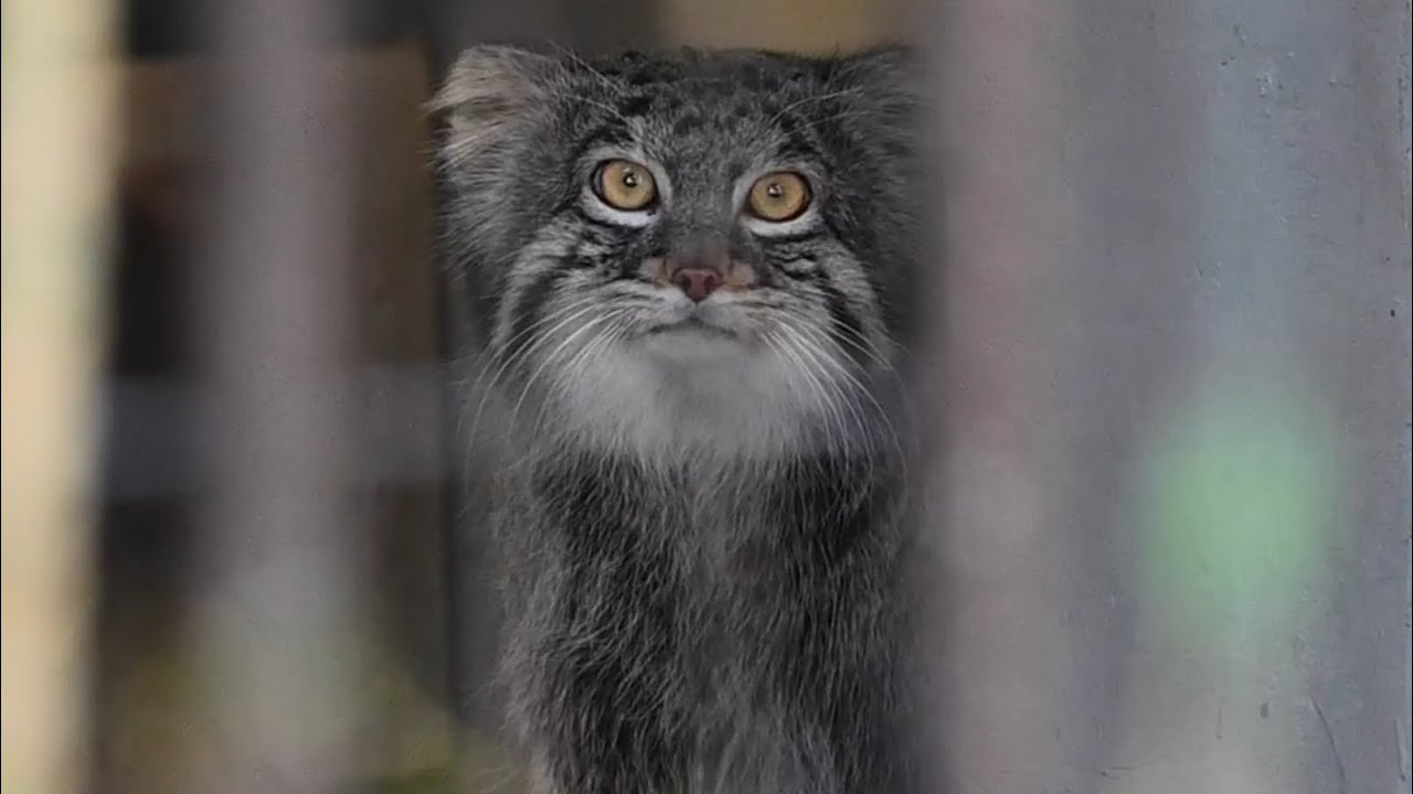 野毛山動物園マヌルネコフィーガ 2026年1月29日 - YouTube
