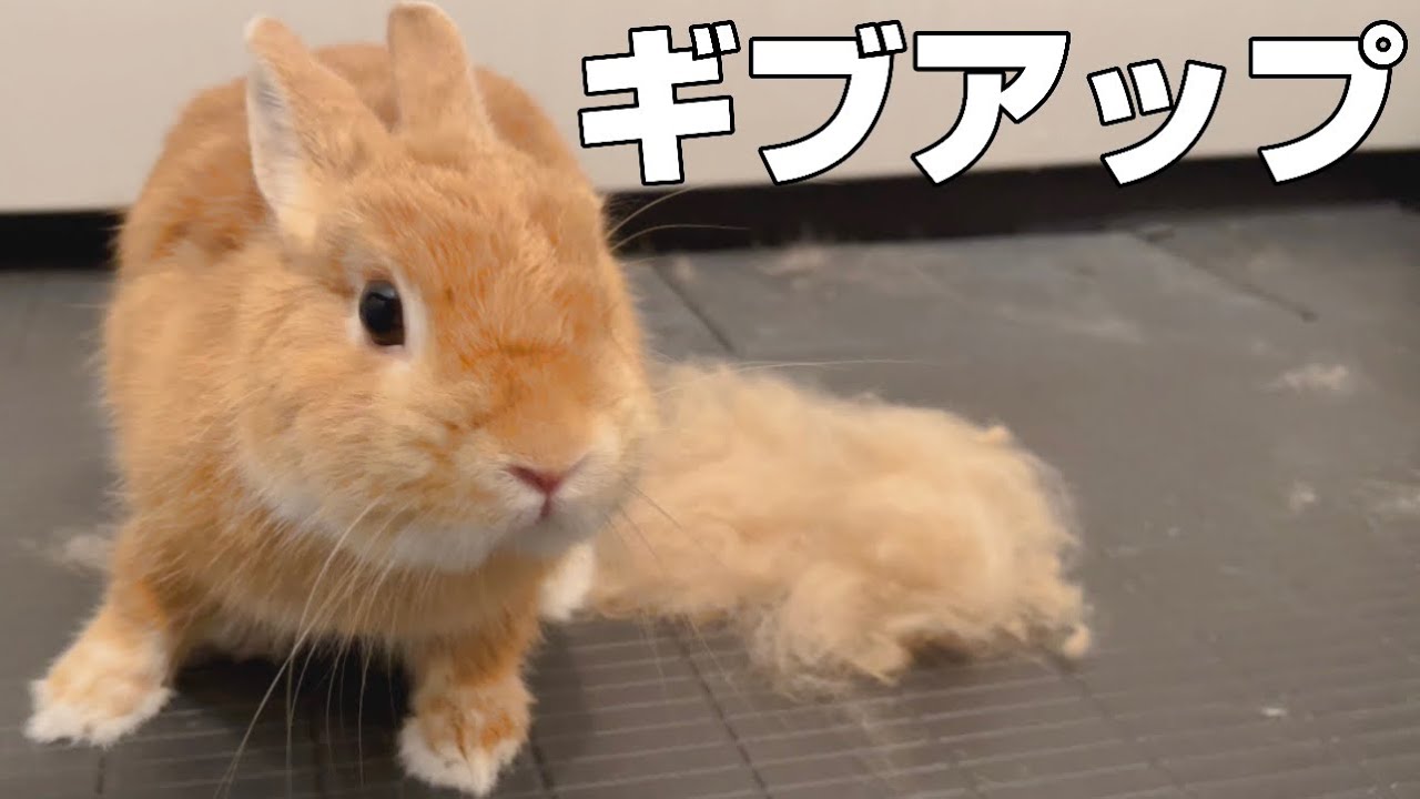 限界突破』うさぎにブラッシングを必ず諦めさせる方法【ネザーランド