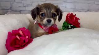 200470チワックス - YouTube