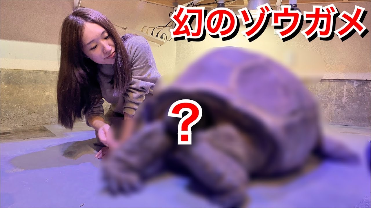 日本にたった1頭しかいないカメに会いにきました - YouTube