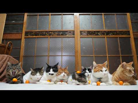 かご猫 Blog - YouTube