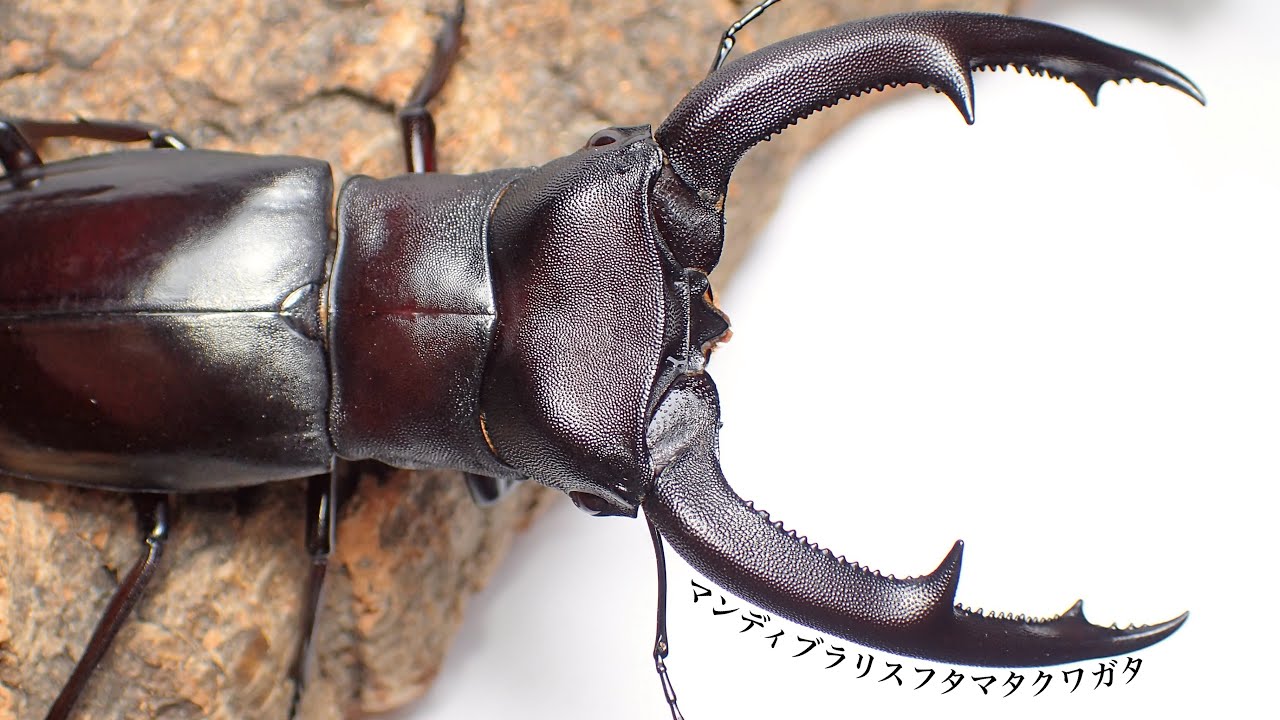 マンディブラリスフタマタクワガタの紹介と産卵セット【クワガタ飼育