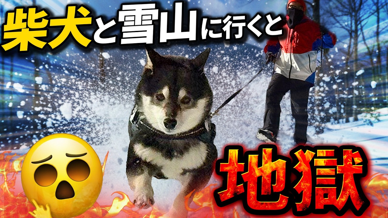 Going to a snowy mountain with a Shiba Inu will be hellish for the