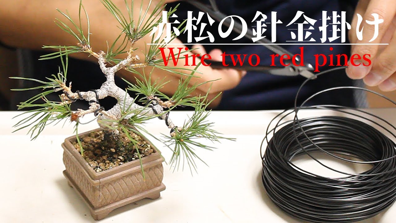 赤松の針金掛け - Wire two red pines - - YouTube
