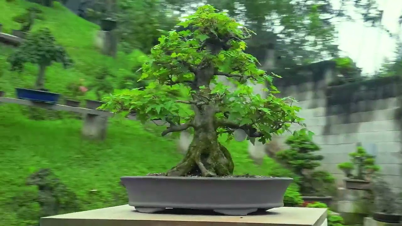 Acer tridente - 21 anos - 54cm - Bonsai Kai