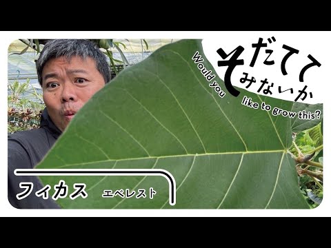 Why not try growing one that is as big as an Umbellata? - YouTube