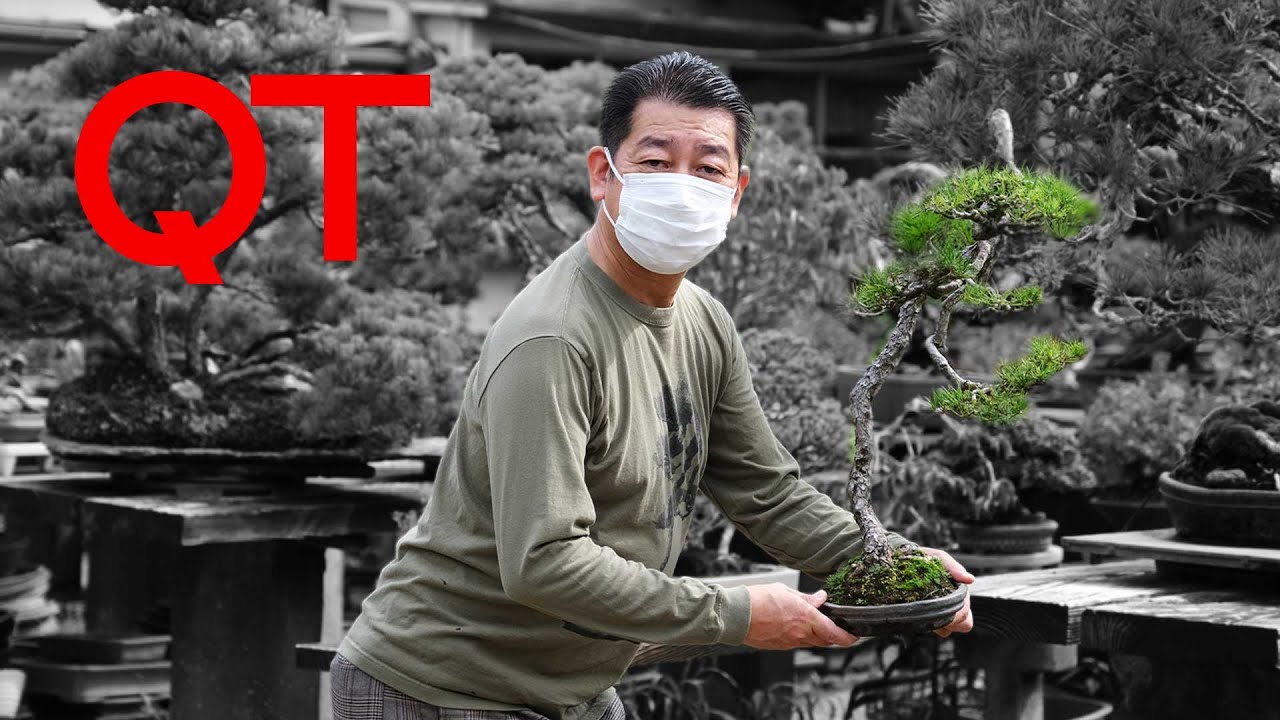 ヒルマさんの赤松文人Tシャツを作りました。 – 盆栽Q | あたらしい盆栽