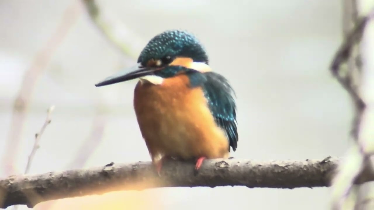 善福寺公園 カワセミ - YouTube