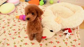 ティーカッププードルのオレンジフォーンの男の子(230408)の子犬情報