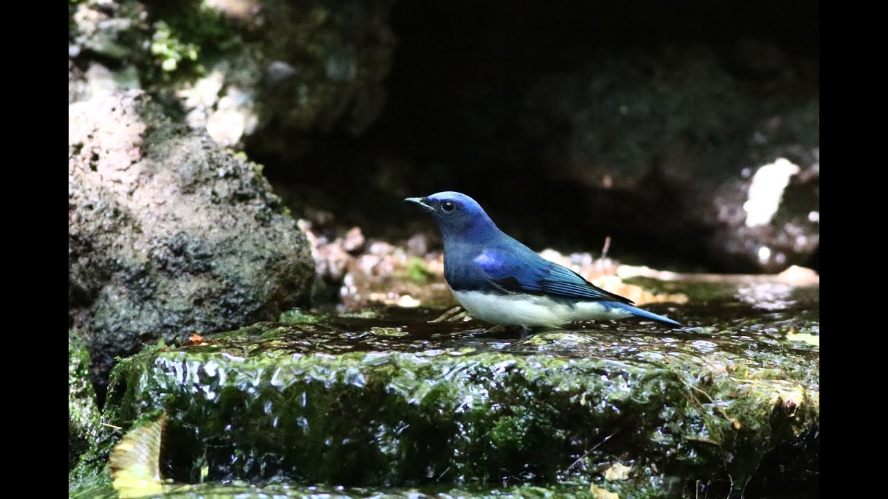 夏の水場に来る小鳥たち '24 - YouTube