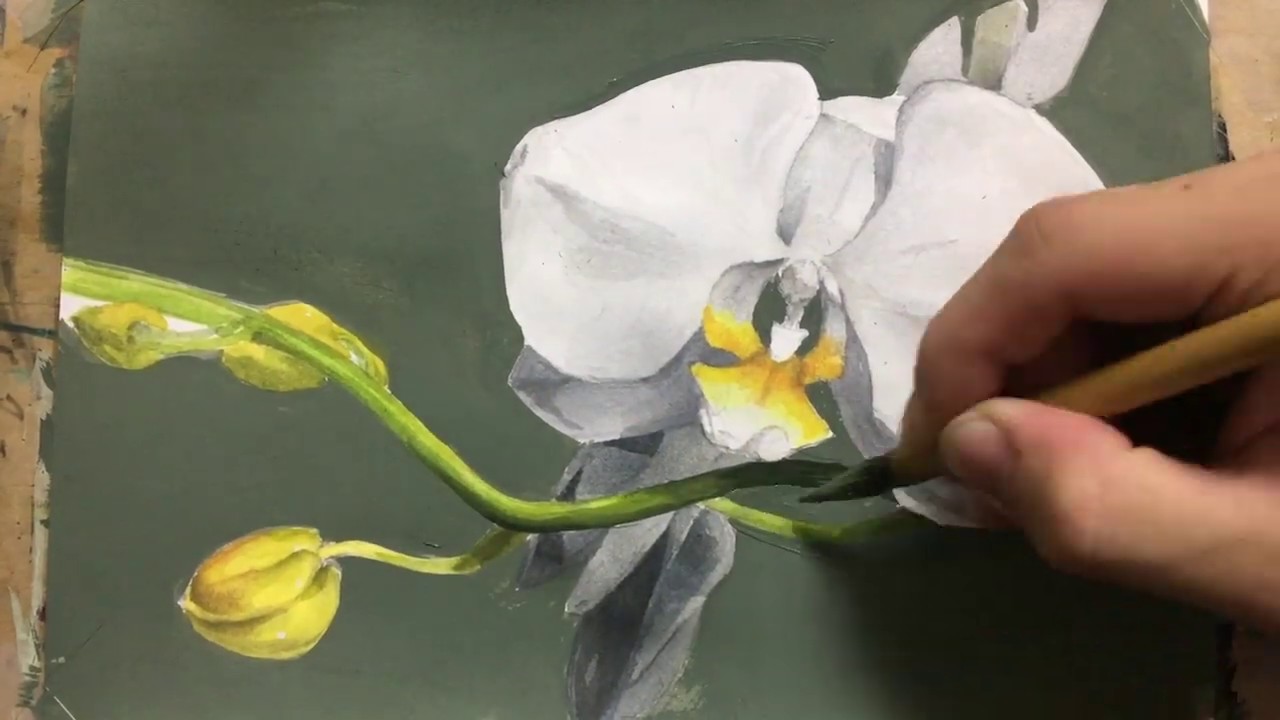 胡蝶蘭をアクリルガッシュ で描いてみた・Tried drawing a