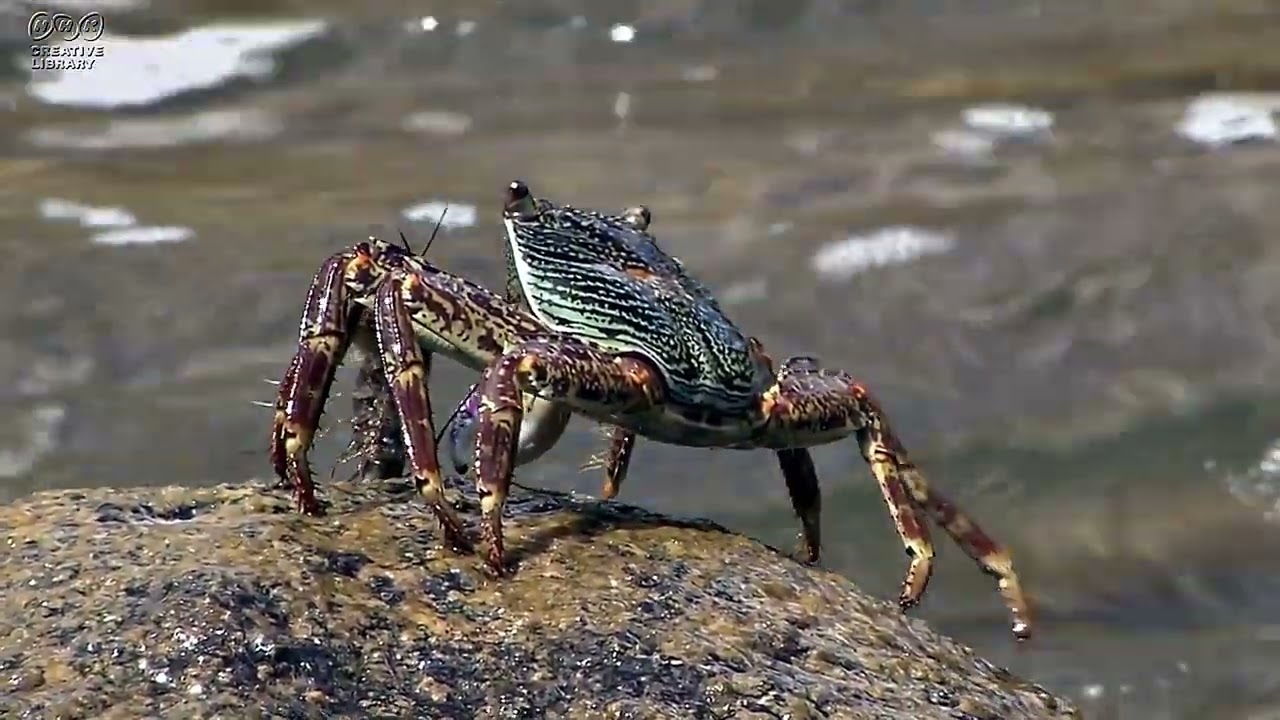 カニが飛んだ！ 緑の甲羅のミナミイワガニ - YouTube