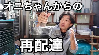 Super anxious] My second Pachira from Oni-chan [Gardening