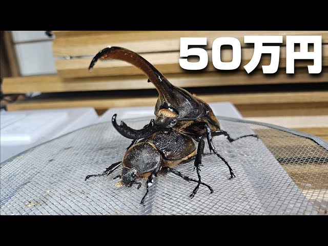 First in history] We will begin breeding the descendants of