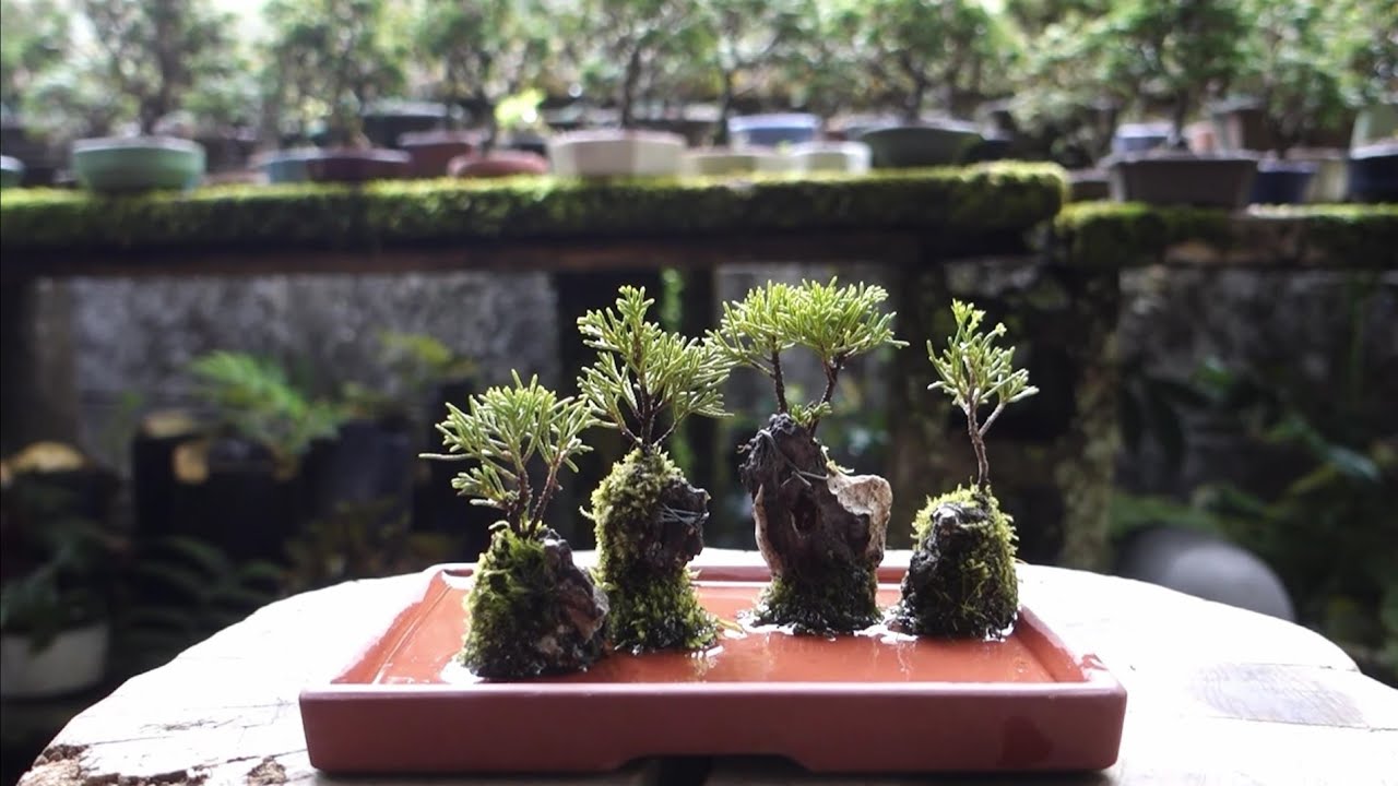 Bonsai diary】 小さな石付き盆栽を作る ♯327 - YouTube