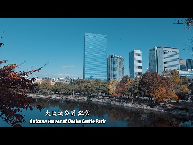 2025年11月20日撮影】見頃を迎えた大阪城公園の銀杏並木と紅葉