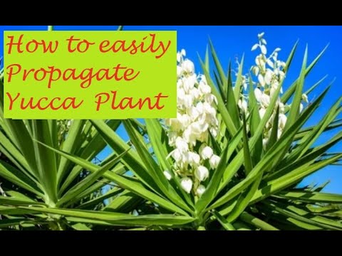 How to Propagate a Yucca Plant - YouTube