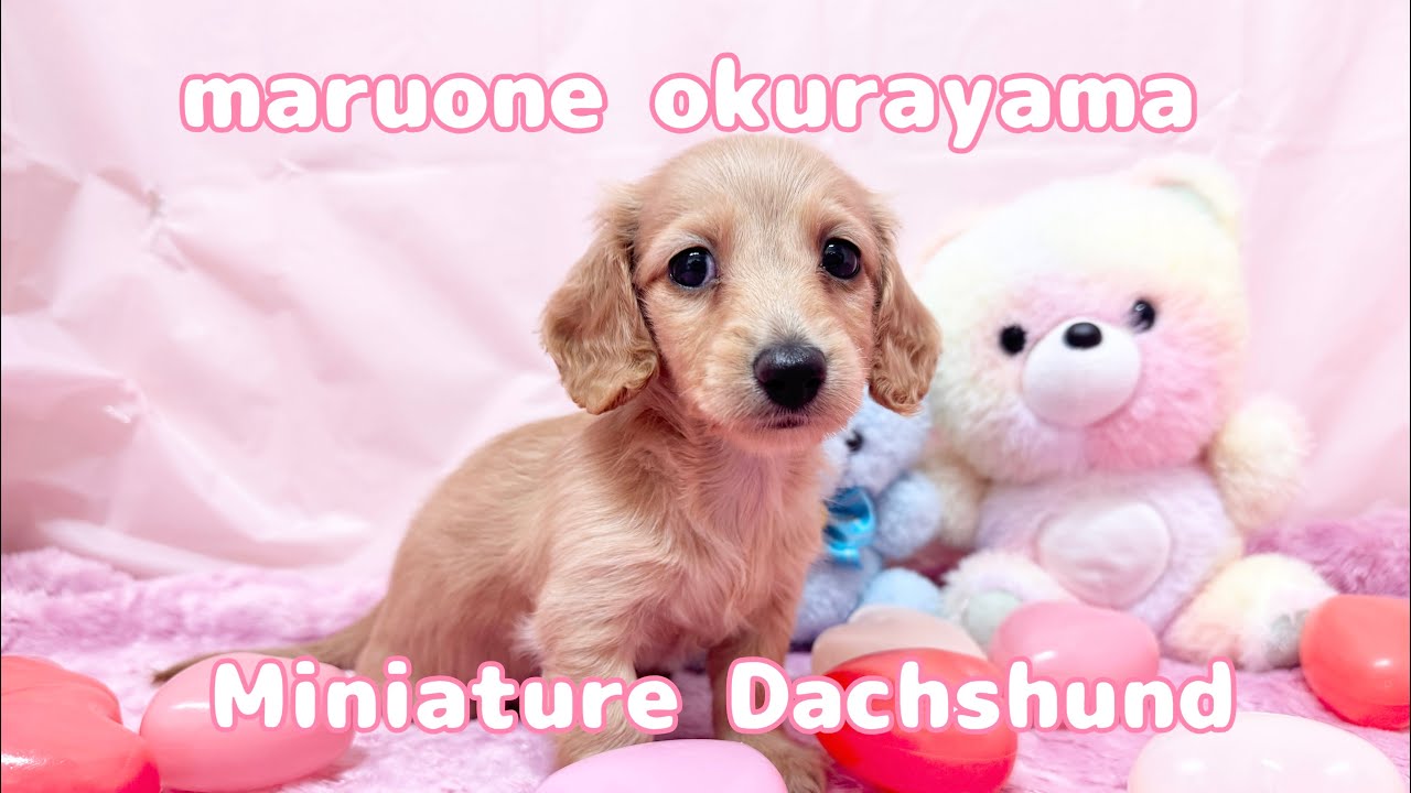 ミニチュア・ダックスフント | ペットショップ マルワン 小さめ子犬
