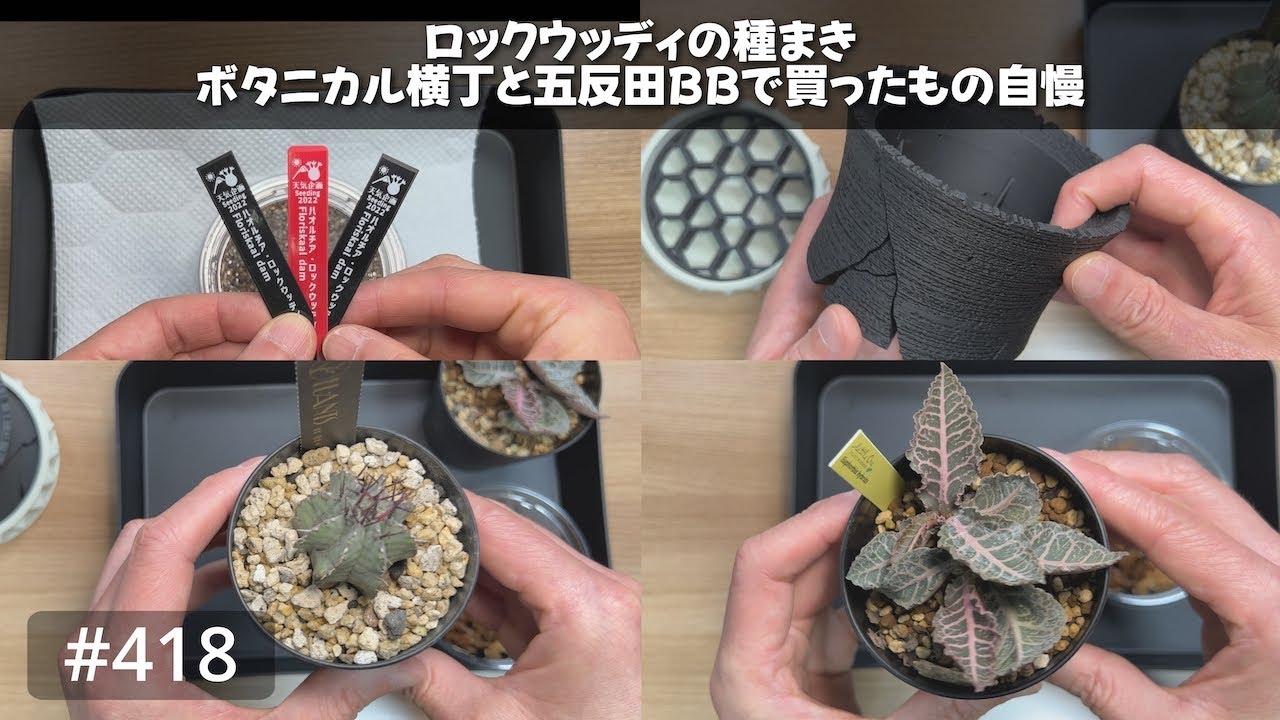 vlog: 418 「 #ハオルチア #ロックウッディ の種まき | #ボタニカル