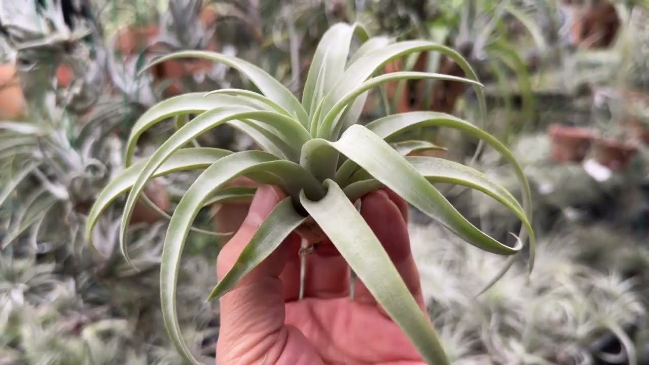 チランジア カピタータ シルバーローズTillandsia capitata Silver