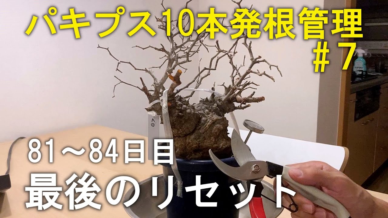 81～84日目】パキプス10本を素人が発根管理したら！？⑦｜塊根植物