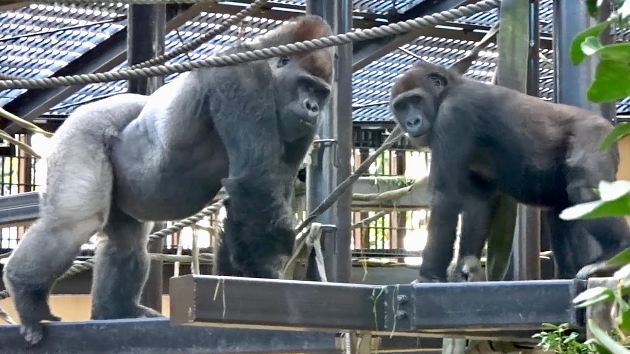1/29)僕は未来のシルバーバック 2⭐️ゴリラ gorilla【京都市動物園
