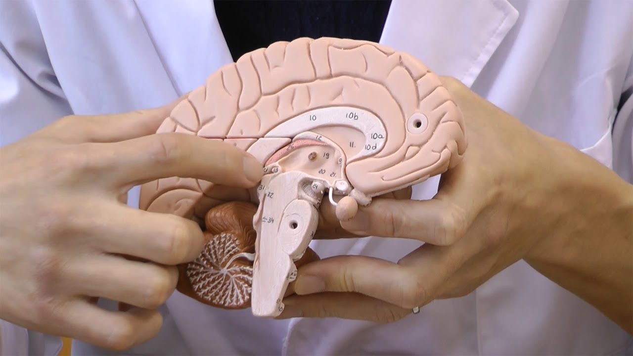 前頭葉と頭頂葉，側頭葉と後頭葉，脳幹，小脳に分解可能な脳模型│C17