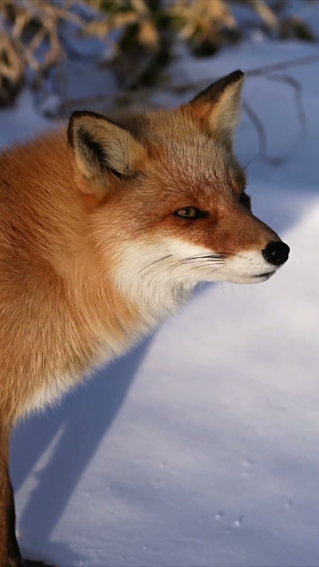 キツネ #wildlife - YouTube