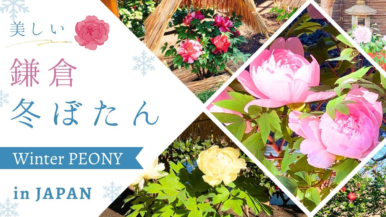 Peony】鎌倉・花さんぽ🕊️神苑ぼたん庭園で牡丹に癒される🌼Beautiful