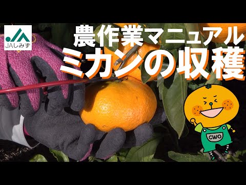 JA Shimizu] A farming manual explaining how to harvest mandarin