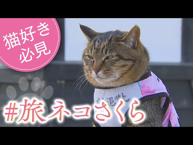 ネコ好き必見！桜満開の公園に突如現れたSNSで話題の“アイドルネコ