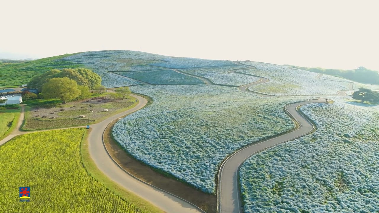 ひたち海浜公園】ネモフィラ （2025年撮影）［4K］｜【Hitachi Seaside